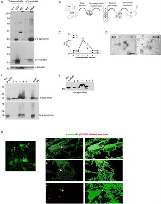 Intrastriatal Administration of Exosome-Associated Pathological Alpha-Synuclein Is Not Sufficient by Itself to Cause Pathology Transmission